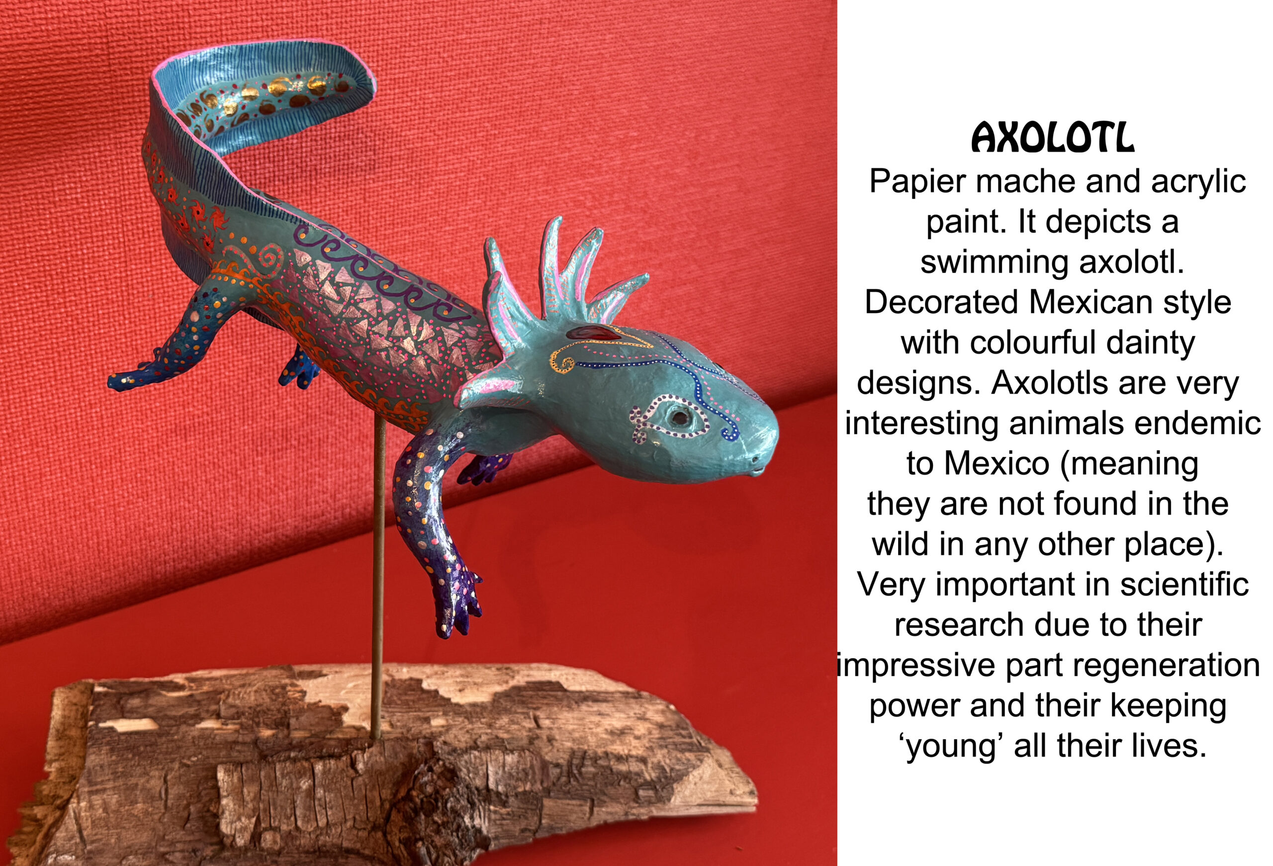 axolotl